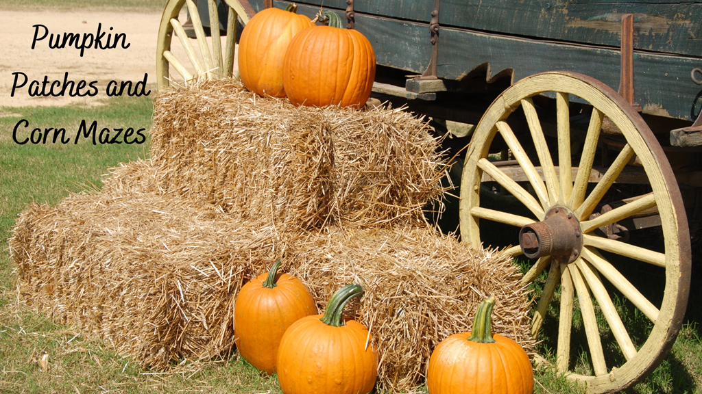 Pumpkin Patch Fun in Nashville this Fall