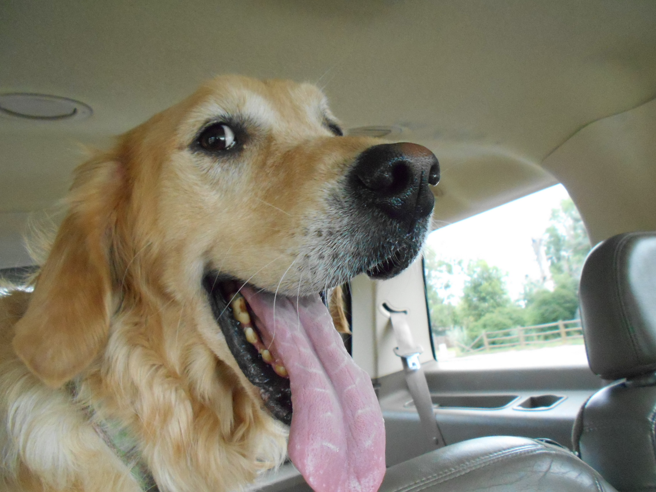 Pet Week Photo