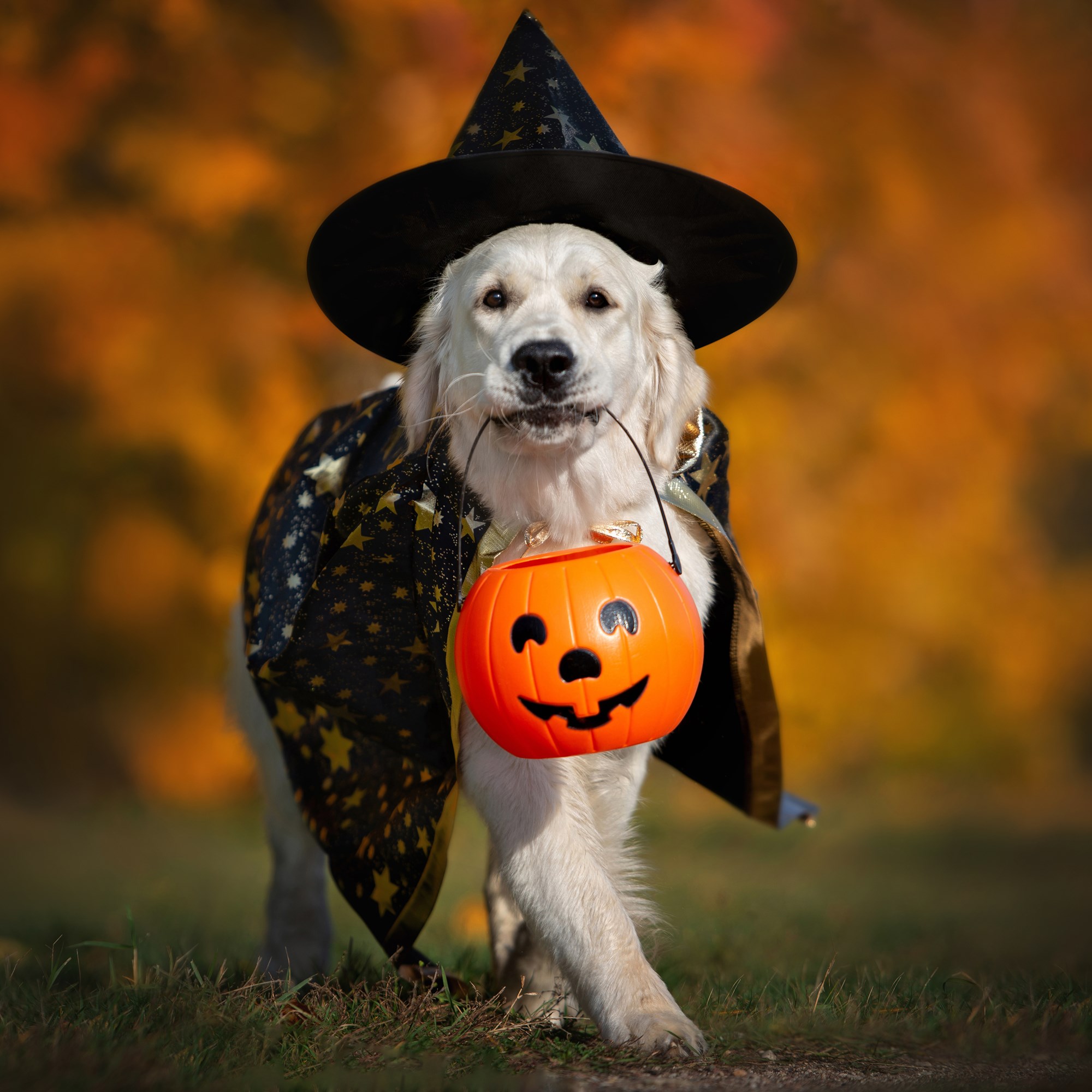 Halloween Week 1 Photo
