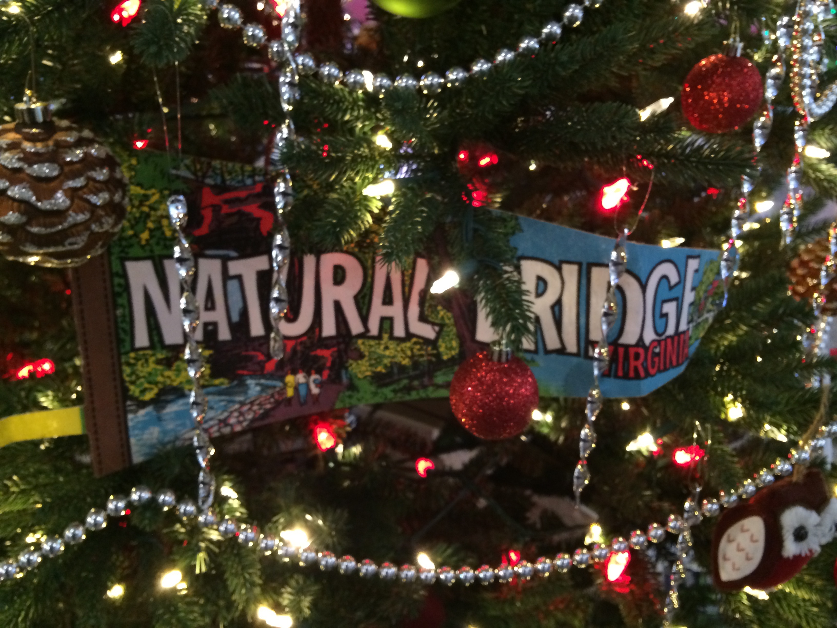 Festival of Trees Photo