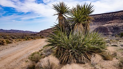Mojave National Preserve
