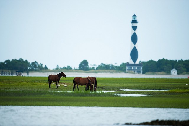 New Bern Wild Horses