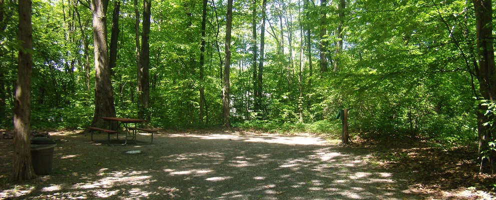 Back In Site Under the Trees!