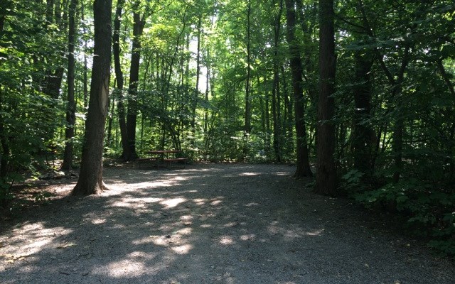 Wooded Tent Site. Level Gravel Pad.