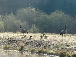 The baby geese have arrived!