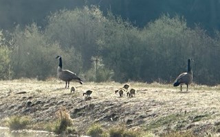 The baby geese have arrived!
