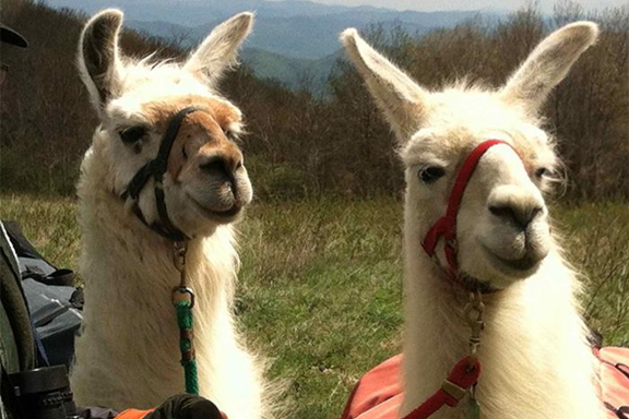 Smoky Mountain Llama Treks