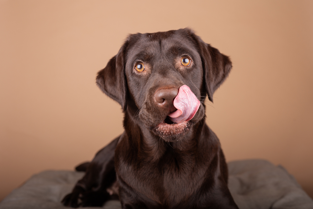 Paws and Paths: Traveling with Pets to the Smokies