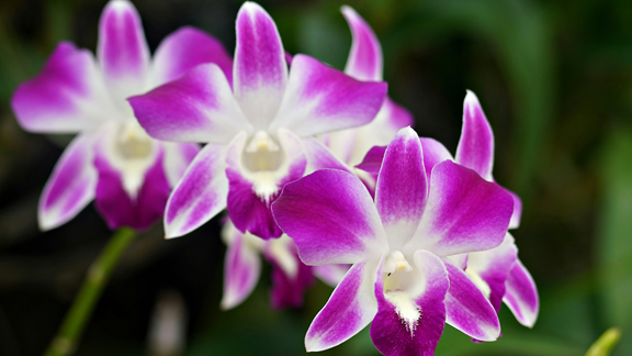 Buffalo & Erie County Botanical Gardens