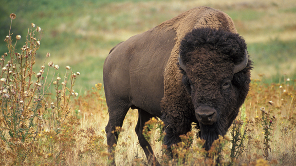 Hidden Valley Animal Tours