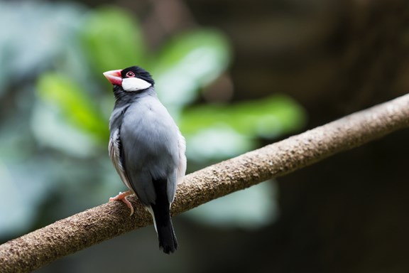 Niagara Falls Aviary, Birds of the Lost Kingdom