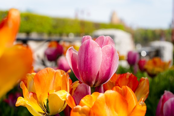 TASC Tulip Farm