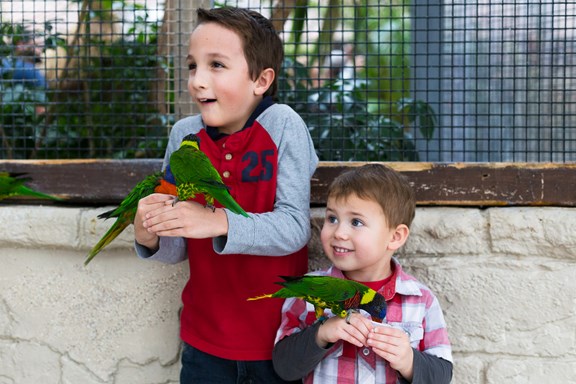 Bird Kingdom