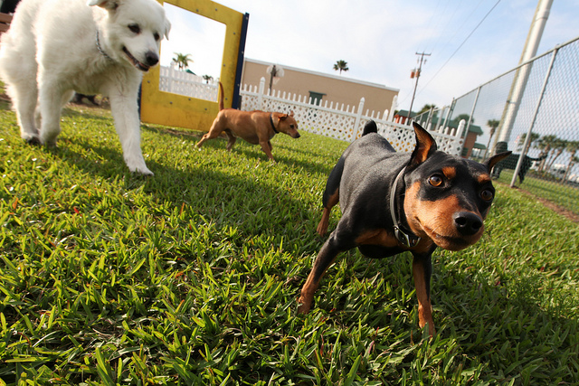 There is Even a Playground for Pets