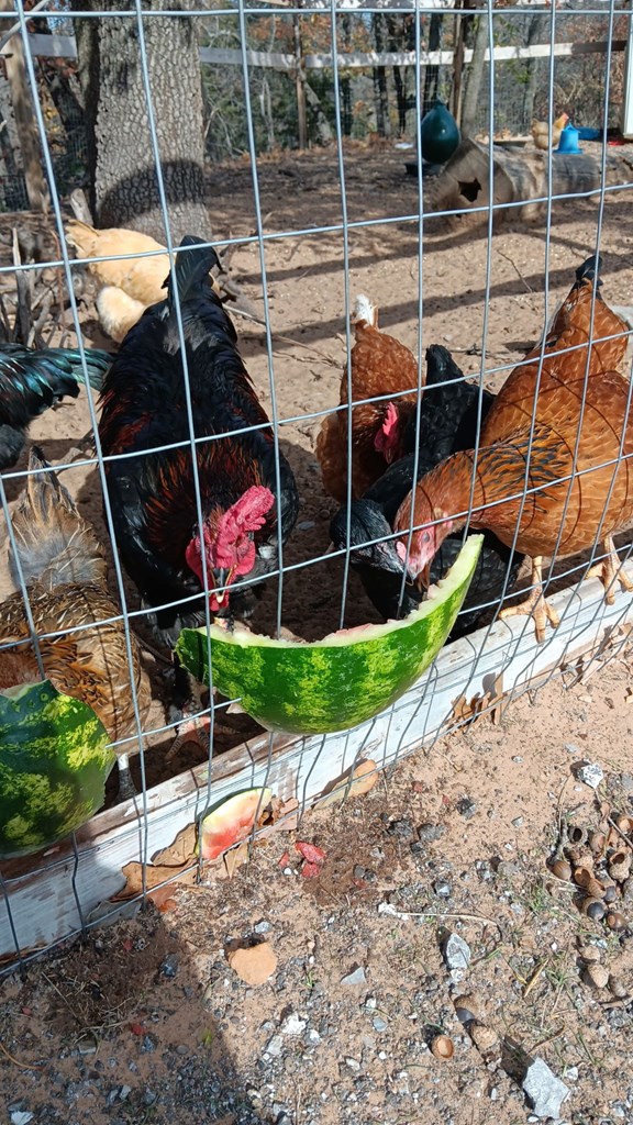 Chicken
