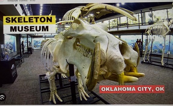 SKELETONS Museum of Osteology