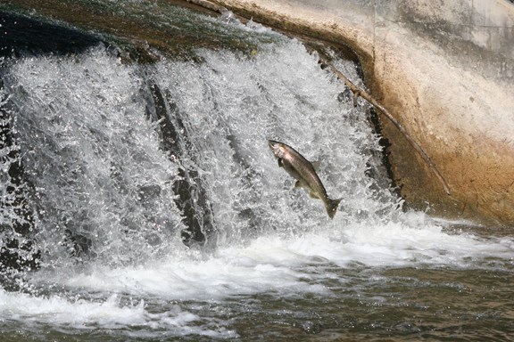 Owen Sound Mill Dam & Fish Ladders