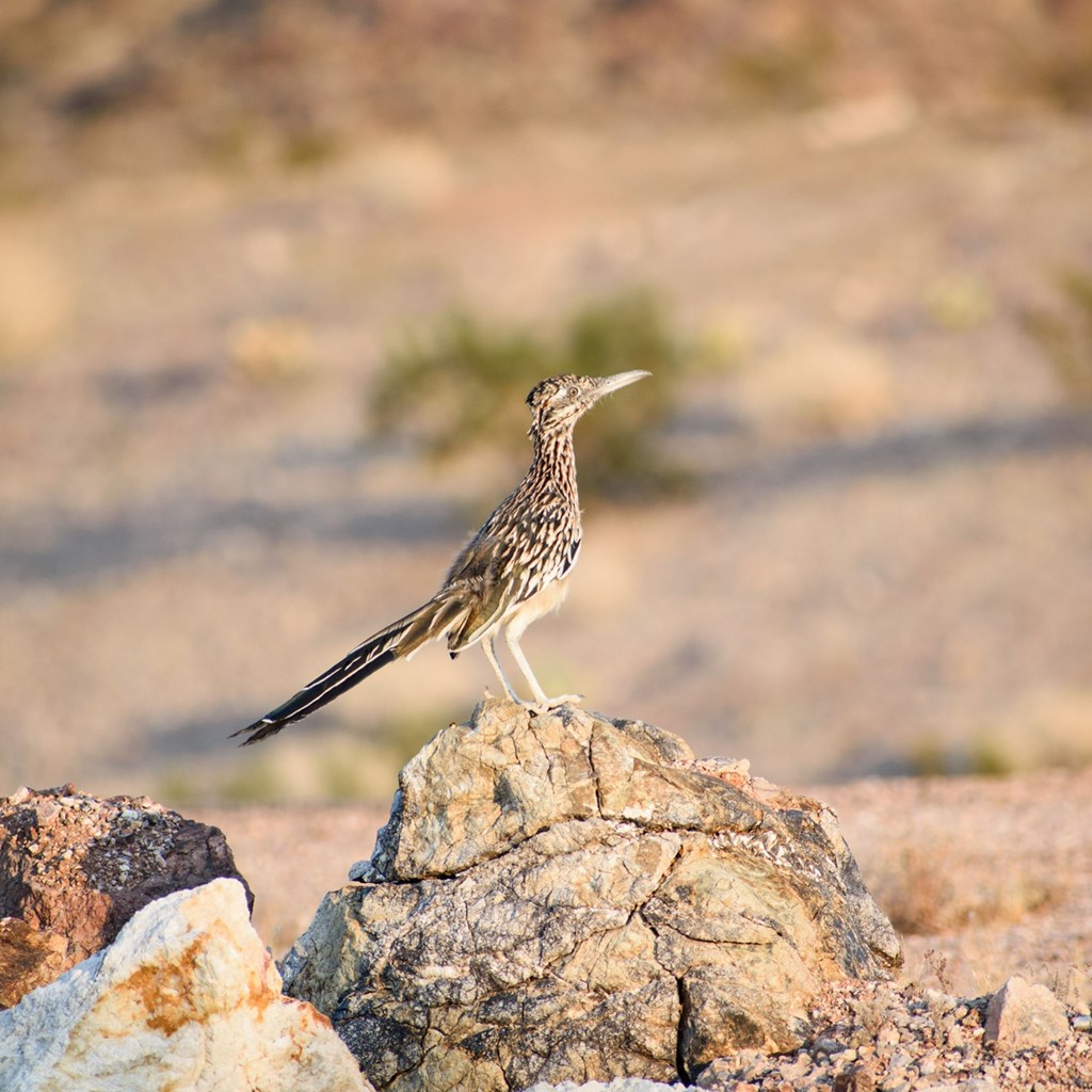 Palm Springs Wildlife Guide