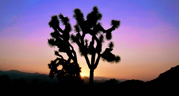 Joshua Tree National Park Area Camping
