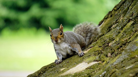 Wildlife Viewing