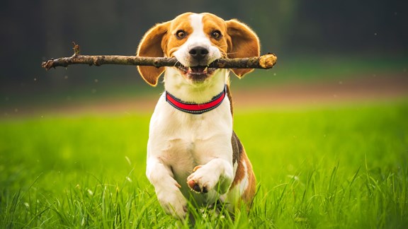 Kamp K9