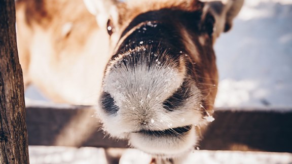 Reindeer Farm