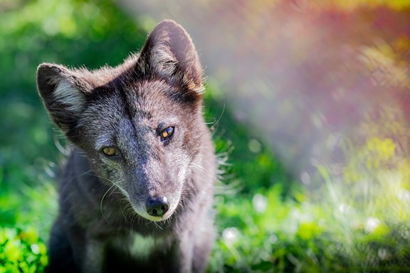Aspen Wildlife Sanctuary
