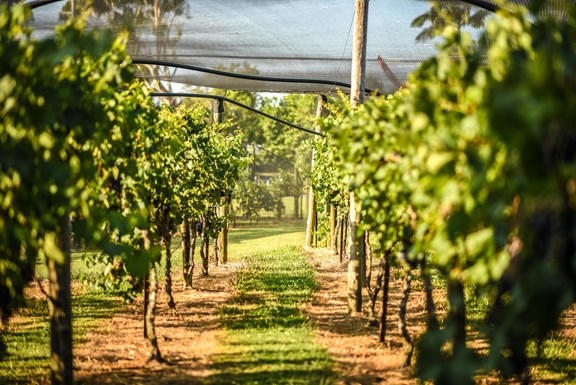 Winery Tours Walla Walla