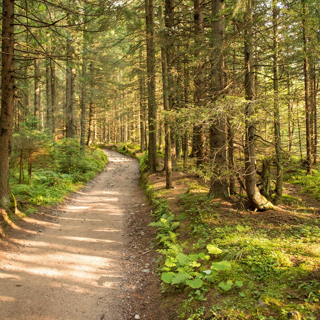 Huron-Manistee National Forest Things To Do