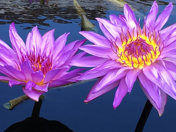Lillies
