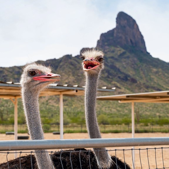 Rooster Cogburn Ostrich Ranch – 9 miles away