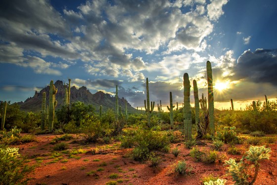 Ironwood Forest National Monument