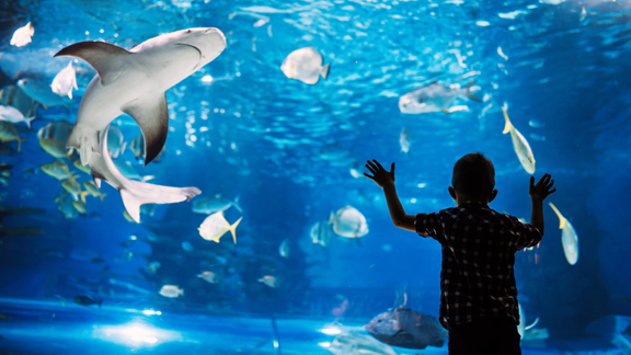 Ripley's Aquarium of the Smokies