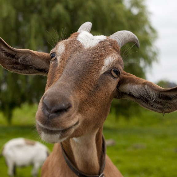 Goats on the Roof