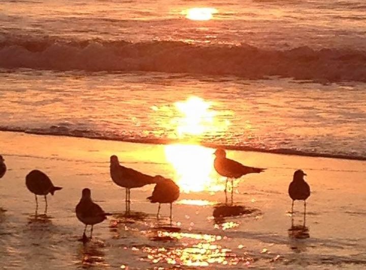 Edisto Calendar of Events Photo