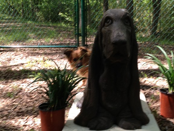 Brewster at Kamp K9