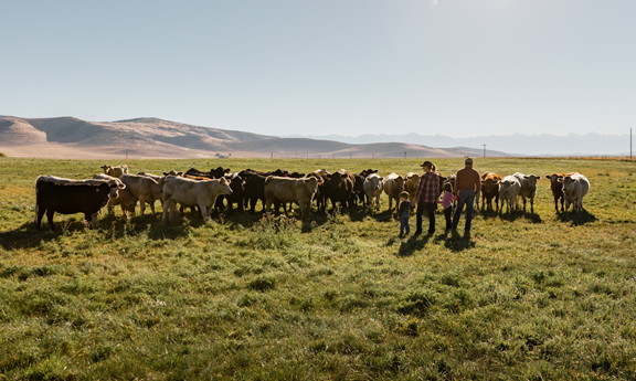 Cathey Cattle Company