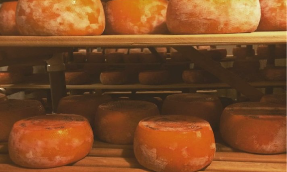 Flathead Lake Cheese