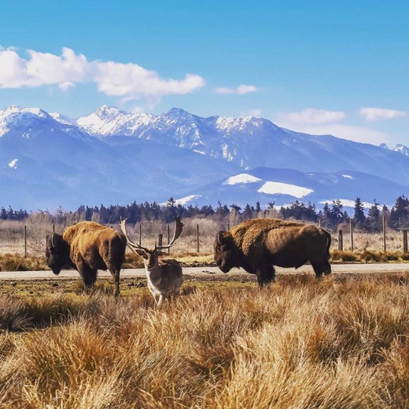 Olympic Game Farm