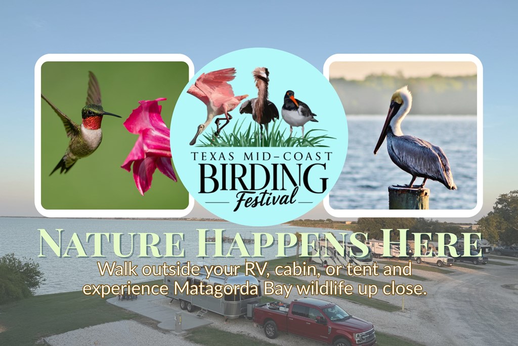 Experience Coastal Birding at the Port Lavaca KOA Holiday