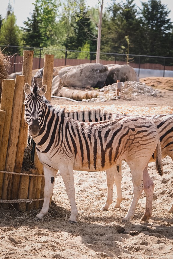 Miller Zoo