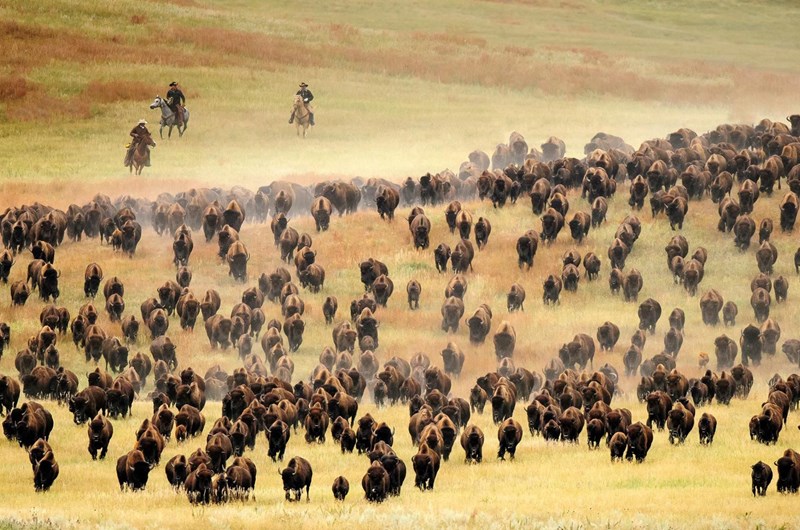 Buffalo Roundup Photo