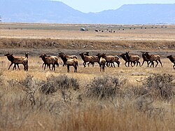 Daily Wildlife Viewing