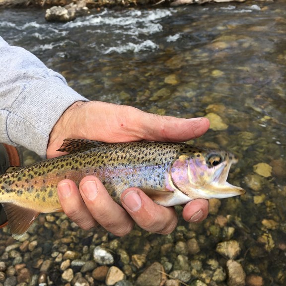 Fly fishing