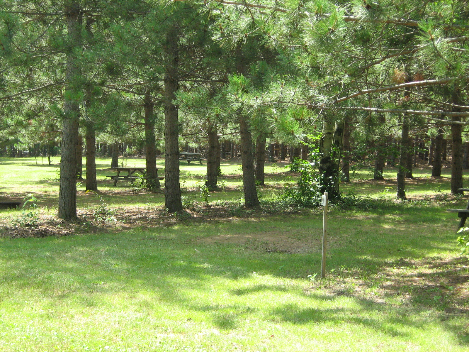 Unserviced tent sites nestled in the rows of pines