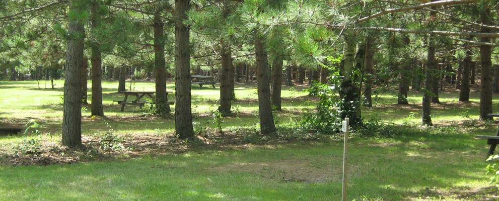 Unserviced tent sites nestled in the rows of pines