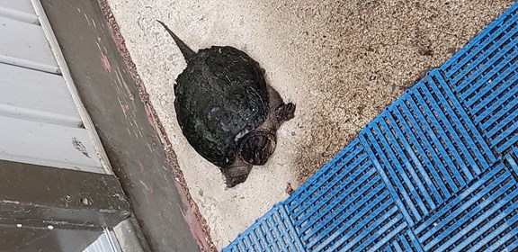 Wildlife at the park