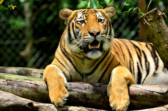 Animal Ark Wildlife Sanctuary