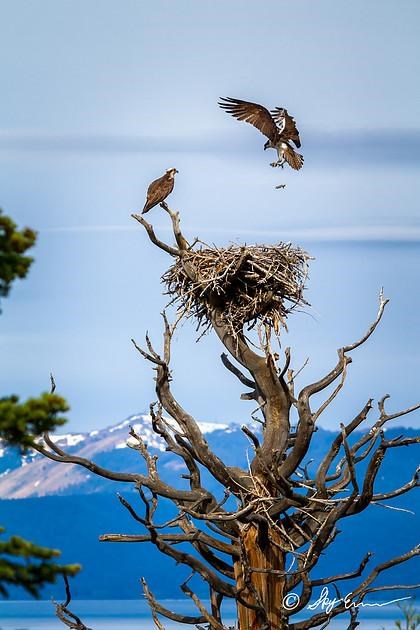 Birdwatching in the Tahoe Sierra