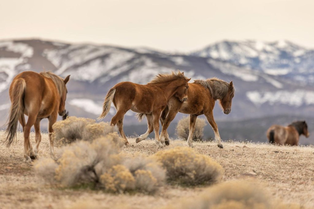 Wild Horses of Northern Nevada